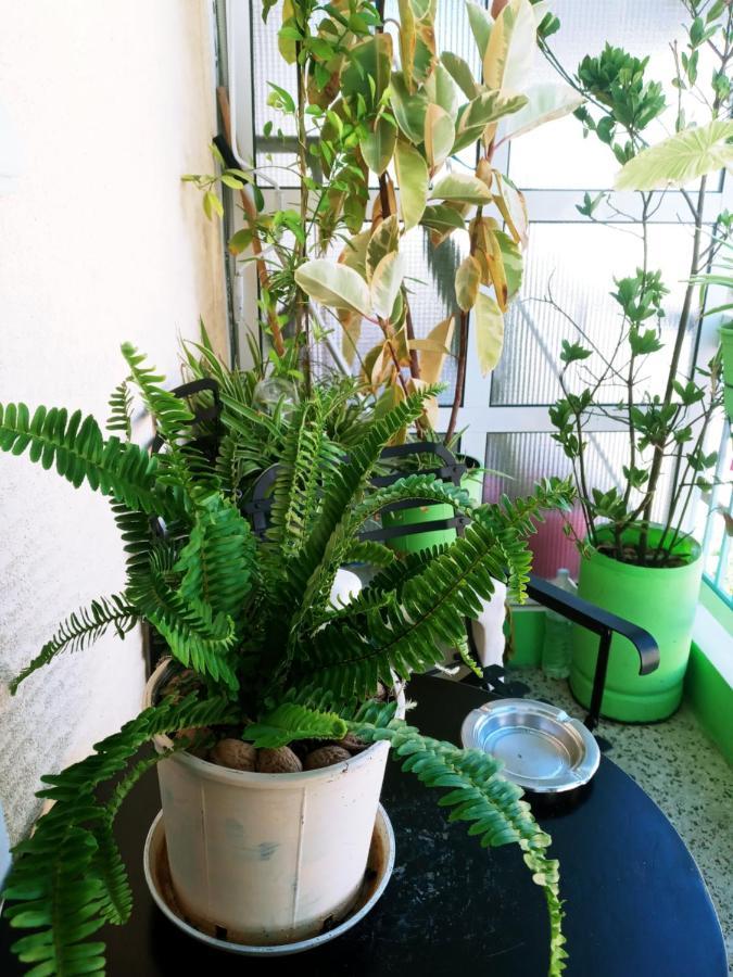 Apartament Neoclassical *